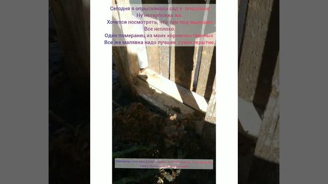 Обработка роз в апреле в условиях рискованного земледелия смотреть онлайн