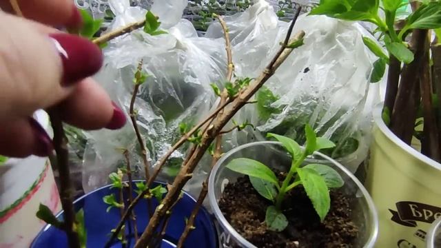 Черенкование гортензии почкой ?Преимущество ранневесеннего черенкования метельчатой гортензии??? смотреть онлайн