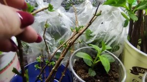 Черенкование гортензии почкой ?Преимущество ранневесеннего черенкования метельчатой гортензии???