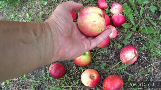 Ешь-не хочу или снова живём на даче.Vlog.Брест