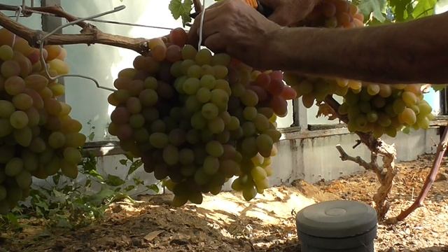 Виноград в теплице в Подмосковье. смотреть онлайн