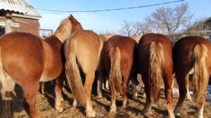 Жеребцы породы Русский тяжеловоз.