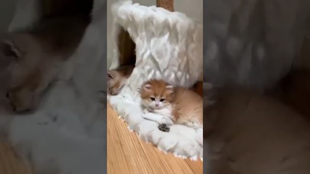 Лежбище котиков смотреть онлайн