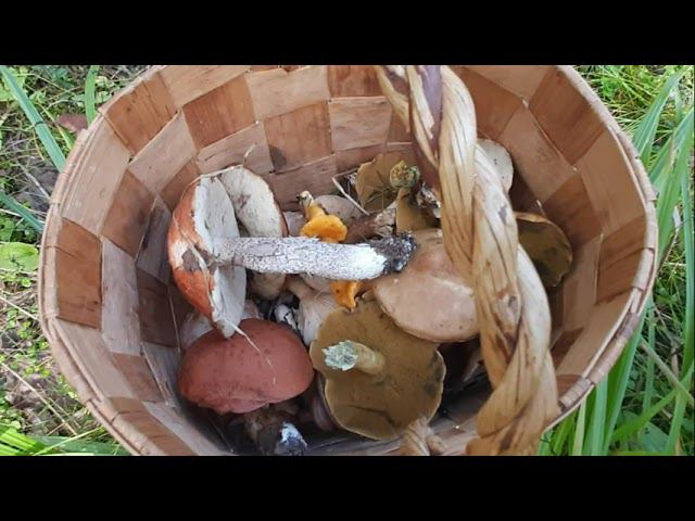 По грибы - по ягоды. смотреть онлайн