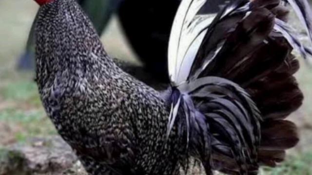 Gallo bulico características смотреть онлайн