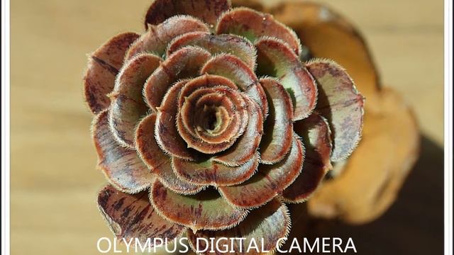 Aeonium arboreum var holochrysum смотреть онлайн
