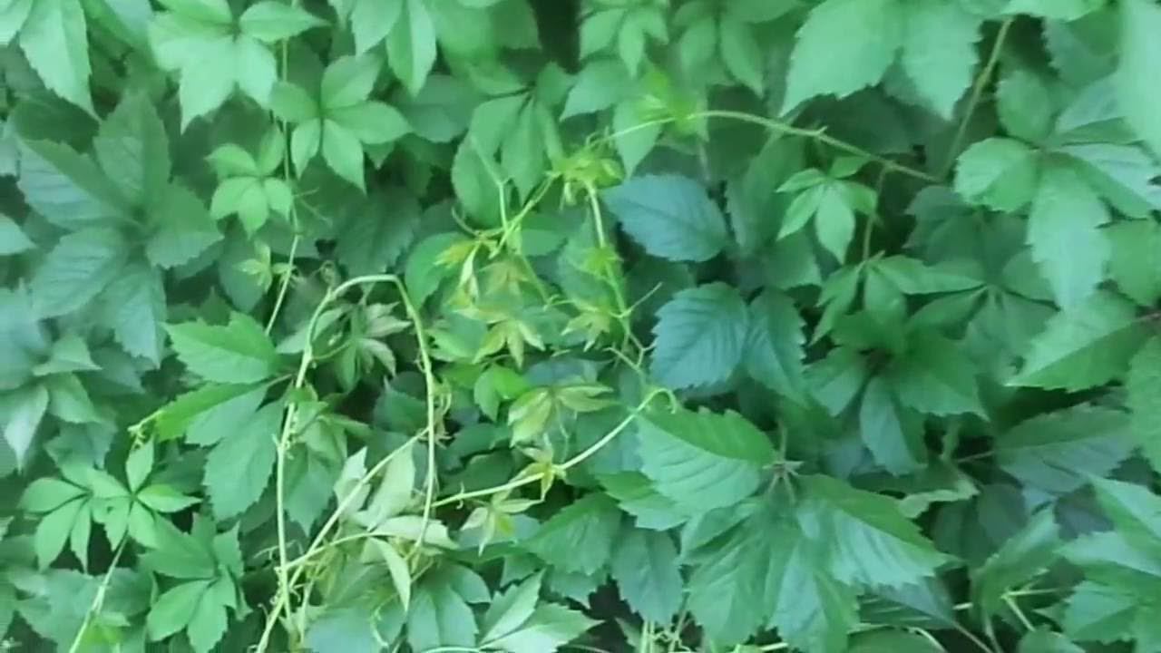 Выращивание и Уход за Девичьим Виноградом и Китайским Лимонником на Своем Приусадебном Участке. смотреть онлайн