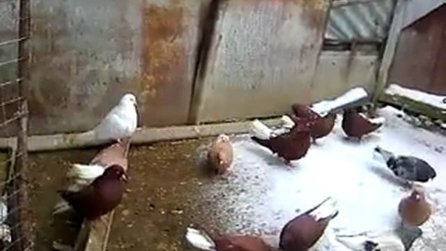 Николаевские голуби Крым Коктебель