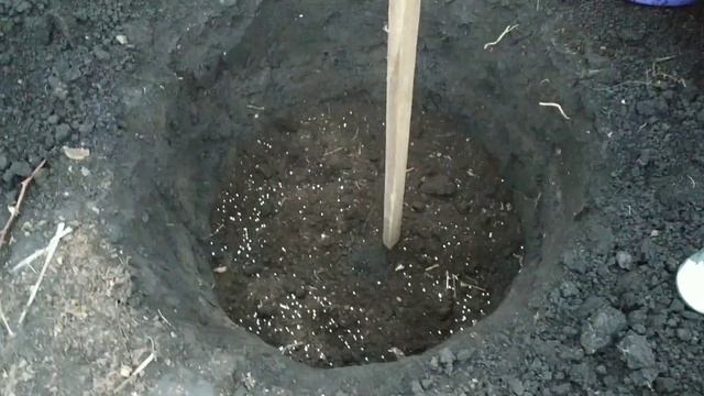 Как посадить саженцы яблони? Подробно все этапы. Посадка красномясой яблони Ред Пэшн. смотреть онлайн