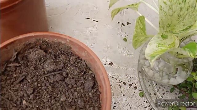 Marble Pothos & Mini Jade Grow Cuttings In Monsoon & Get Full Grown Plants In 2 Weeks