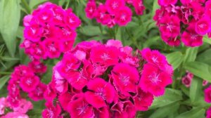 ТУРЕЦКАЯ ГВОЗДИКА! Всё о ней! Супер неприхотливый цветок!