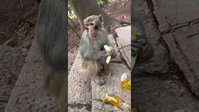 Funny monkey #109 смотреть онлайн