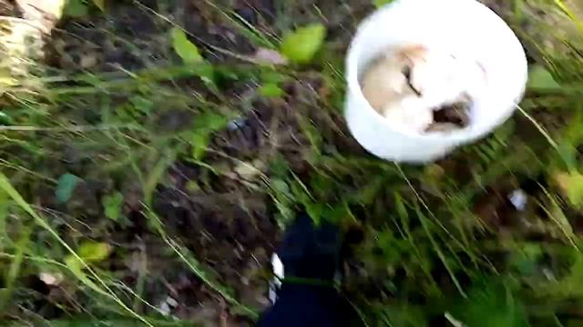 Ходим по лесу, ищем грибы часть 4 смотреть онлайн