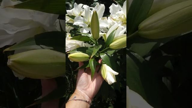 Лилии ОТ гибриды,гортензия,розы. смотреть онлайн
