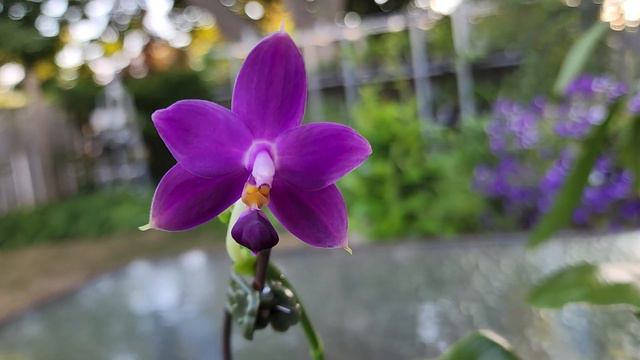 Sophie's garden 蝴蝶兰欣赏，红鹿角，紫纹，超级斑马 смотреть онлайн