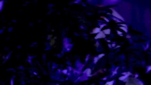 Стрижка "Молодое кленовое дерево" смотреть онлайн