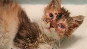 Конъюнктивит у кошек: лечение в домашних условиях