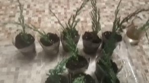 Осеннее черенкование можжевельников и туй.