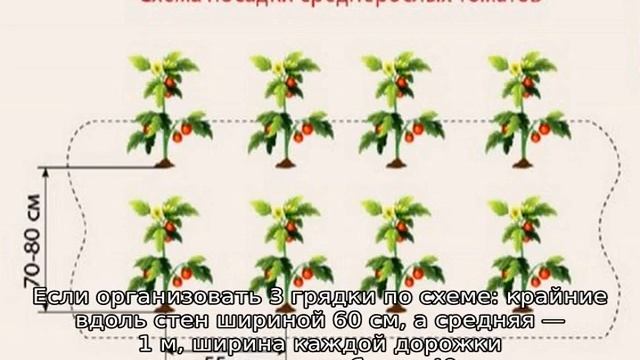На каком расстоянии сажать помидоры в теплице смотреть онлайн