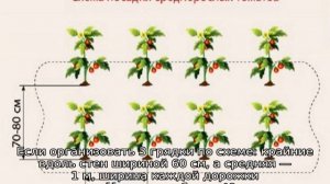 На каком расстоянии сажать помидоры в теплице