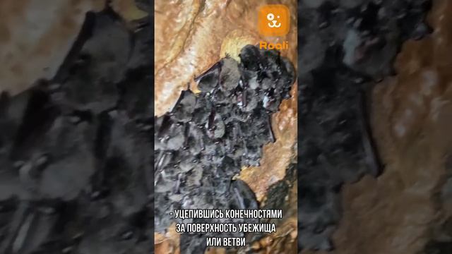 Летучая мышь #летучаямышь #долгожители #опасные #животные #интересныефакты #природа #природа смотреть онлайн