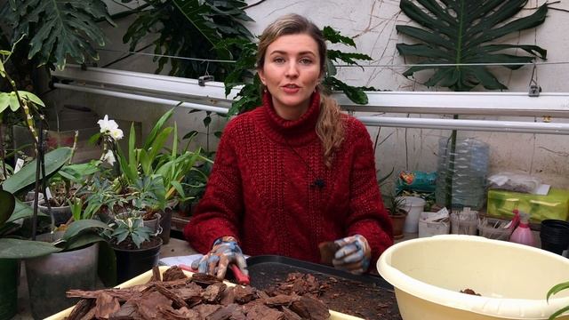 Кора для орхидей своими руками.  Три способа обработки.