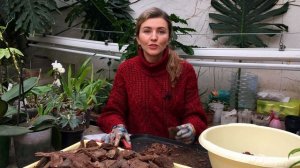 Кора для орхидей своими руками.  Три способа обработки.