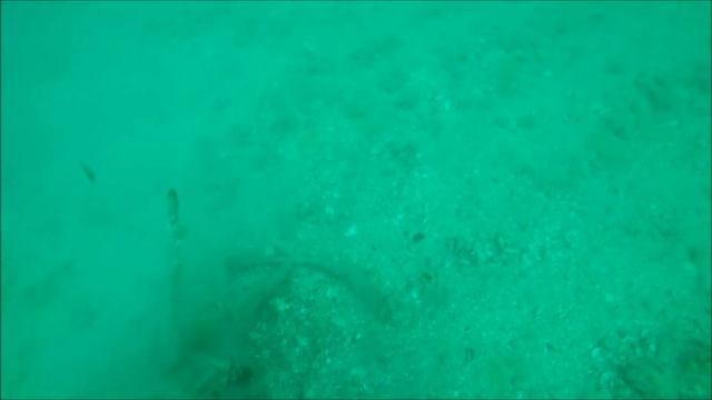 Дайвинг!Ищем рапана на глубине! смотреть онлайн