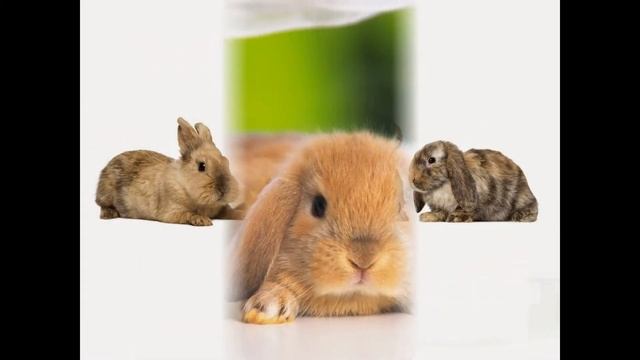 картинки кроликов смотреть онлайн