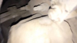 Номер двигателя форд фокус2 1.8 и 2.0/serial number engine Ford Focus2 1.8 and 2.0