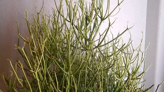 NEW PENCIL CACTUS FIRESTICK  SUCCULENT FROM AFRICA EUPHORBIA TIRUCALLI MILK SAP TREE LANDSCAPING