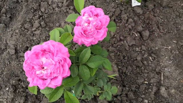 Розы от Овчарова начинают цветение смотреть онлайн