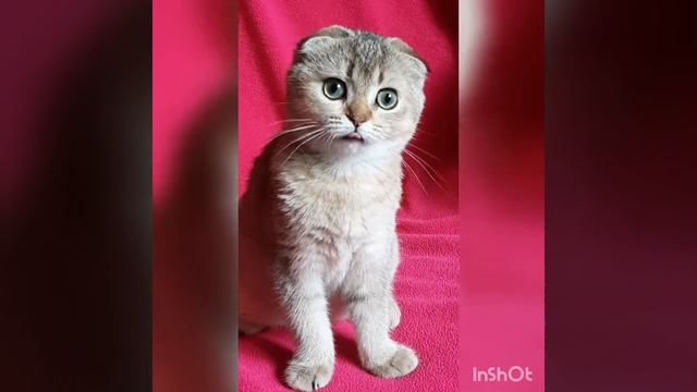 Шотландская скотиш фолд смотреть онлайн