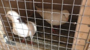 Показываю впервые лучших бакинских  голубей!!! Голуби линии  Октая и  Арифа!  #pigeons#