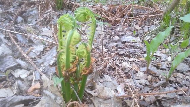 Весна, любопытство и представления смотреть онлайн