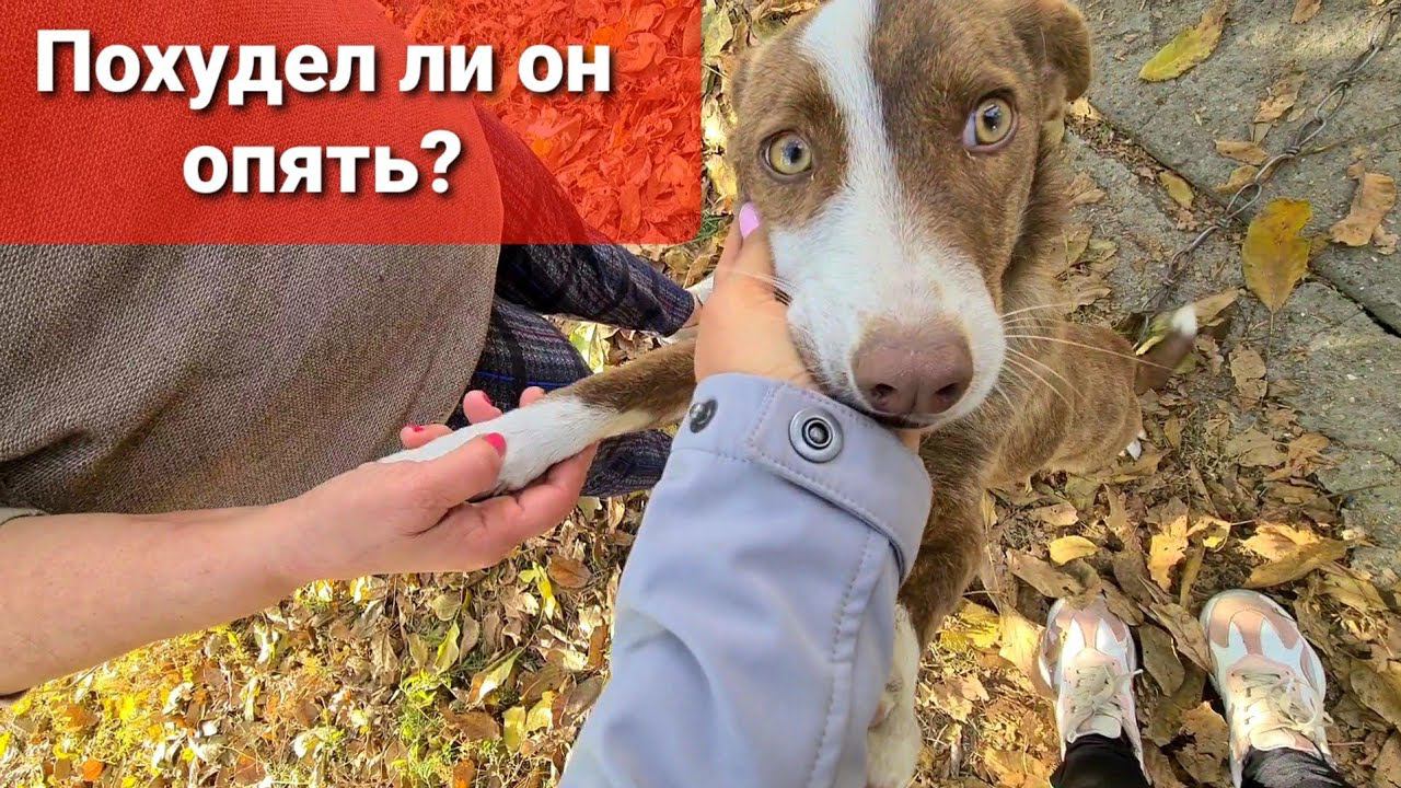 Наконец проведали Дозора спустя месяц.