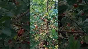 VID 20210703 184940  Гибрид вишни и черешни.Дюк ночка.