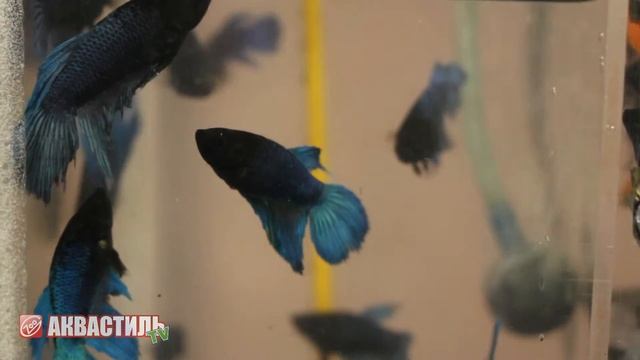 Гуппи и Петушки. Аквариумные рыбки. Аквариумистика. смотреть онлайн