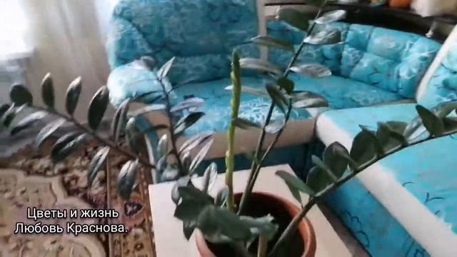 Замиокулькас или Доллоровое дерево. смотреть онлайн