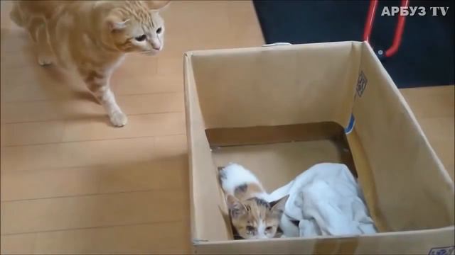 СПАСЕНИЕ КОТЕНКА ОТ СМЕРТИ смотреть онлайн