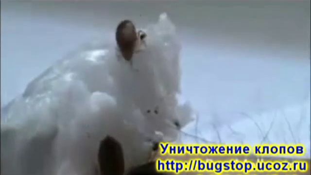 Постельные клопы смотреть онлайн