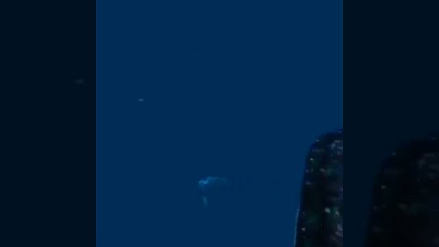 VR - Humpback Whale - (Megaptera Novaeangliae) - Oculus Quest - Ocean Rift