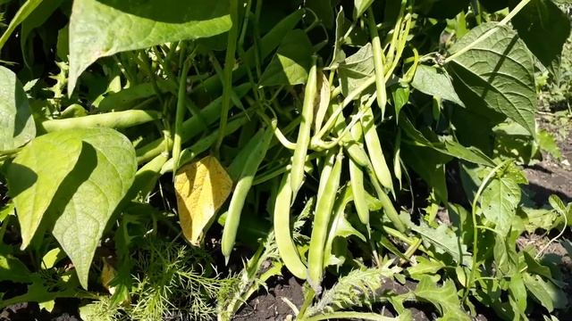 Зерновая фасоль чёрная Прето смотреть онлайн