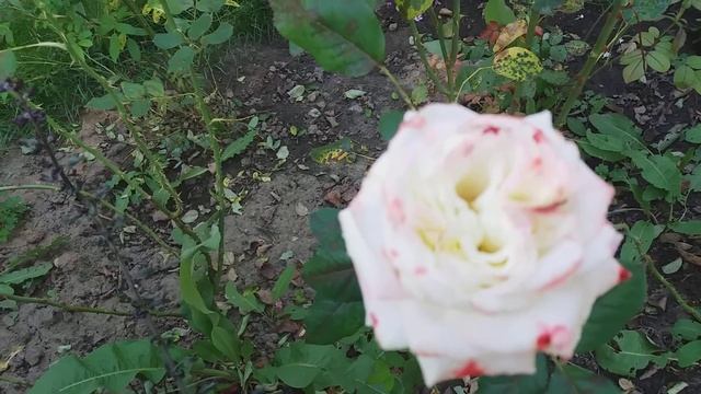 Чарующее цветение чайно-гибридных роз: Вивальди, Гранд Аморре, Королева Англии, Фольклор. смотреть онлайн