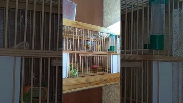 Спаривание КАНАРЕЕК, Правильное Спаривание КАНАРЕЕК