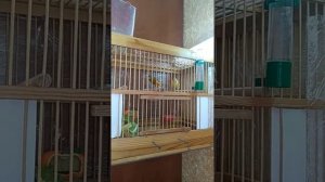 Спаривание КАНАРЕЕК, Правильное Спаривание КАНАРЕЕК