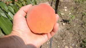 Персик Флеминг Фьюри PF-24 00 7