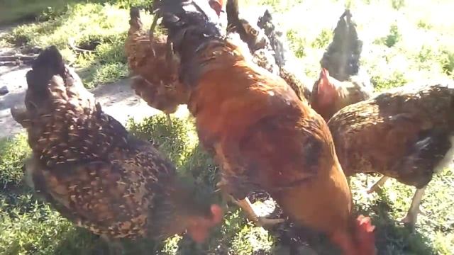 Кучинская юбилейная полулунный окрас лето 2020