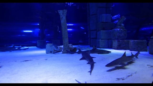 Завораживающий Подводный мир ТИХИЙ ОКЕАН смотреть онлайн