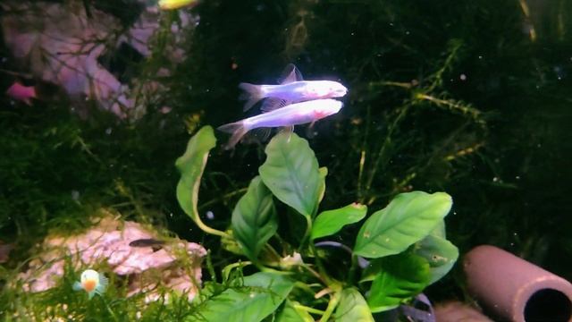 Лабео (GloFish) малиновые и синие